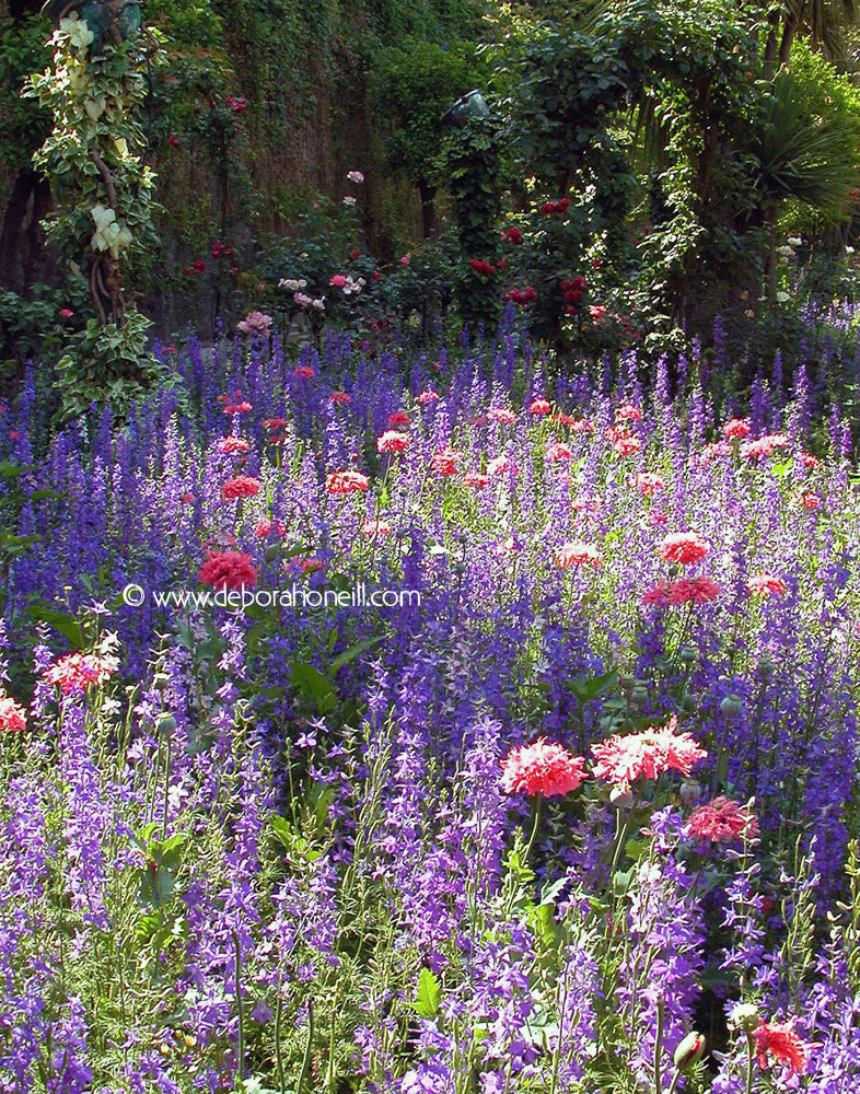 Garden, Alhambra, Granada, Spain, 16x20 print