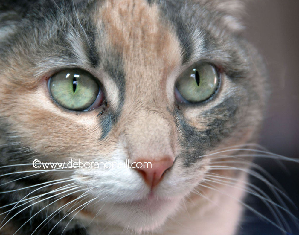 Cat Arrow Face