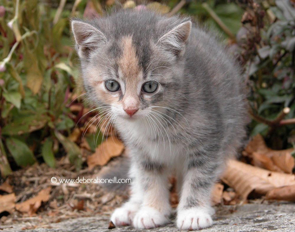 Kitten Arrow