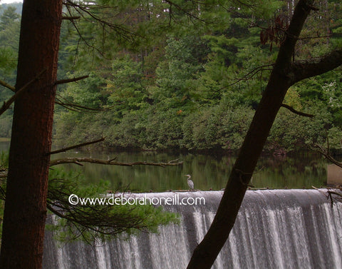 Wildlife, Blue Heron On The Edge, Northampton, MA, 16x20 print