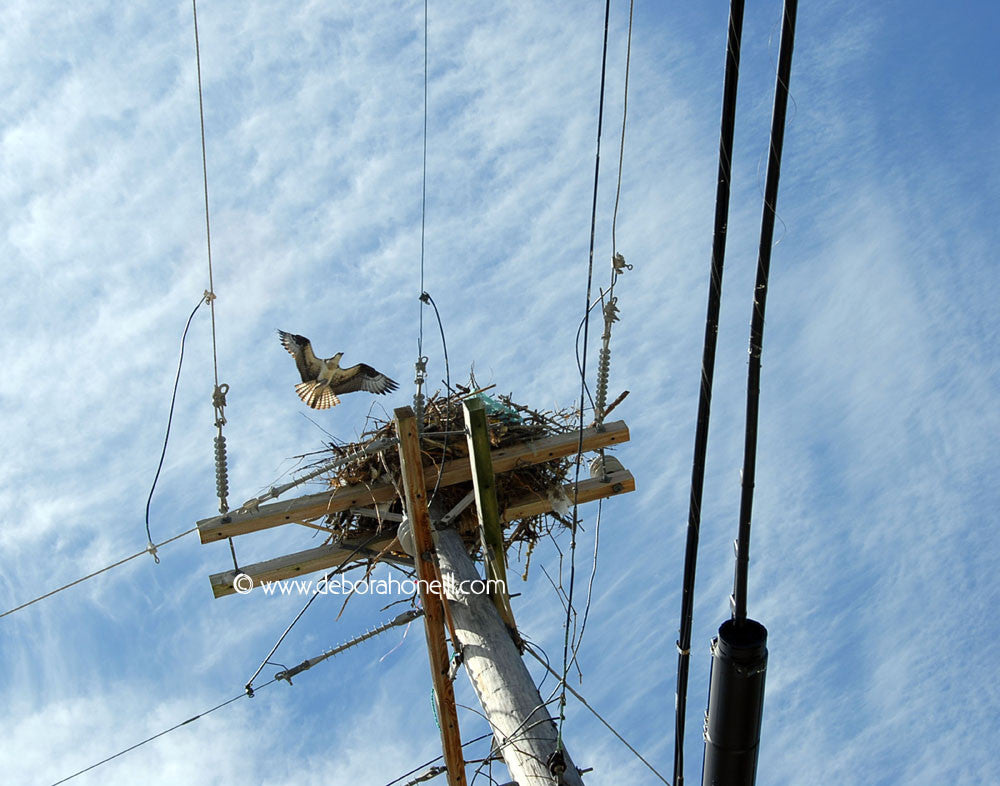 Wildlife, Hawk Nest, Cape Cod, MA, 16x20 print