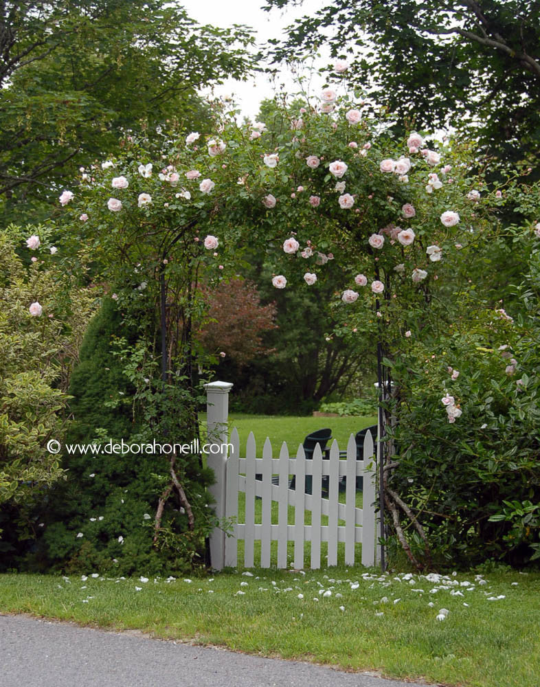 Garden, Cape Cod, Massachusetts, 16x20 print