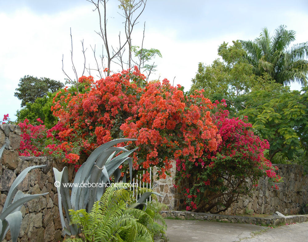 St. Maarten Caribbean Garden, 16x20 print