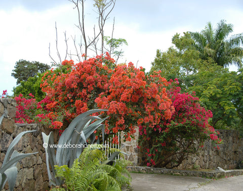 St. Maarten Caribbean Garden, 16x20 print