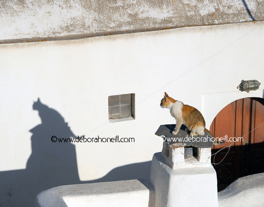 Cat Shadow