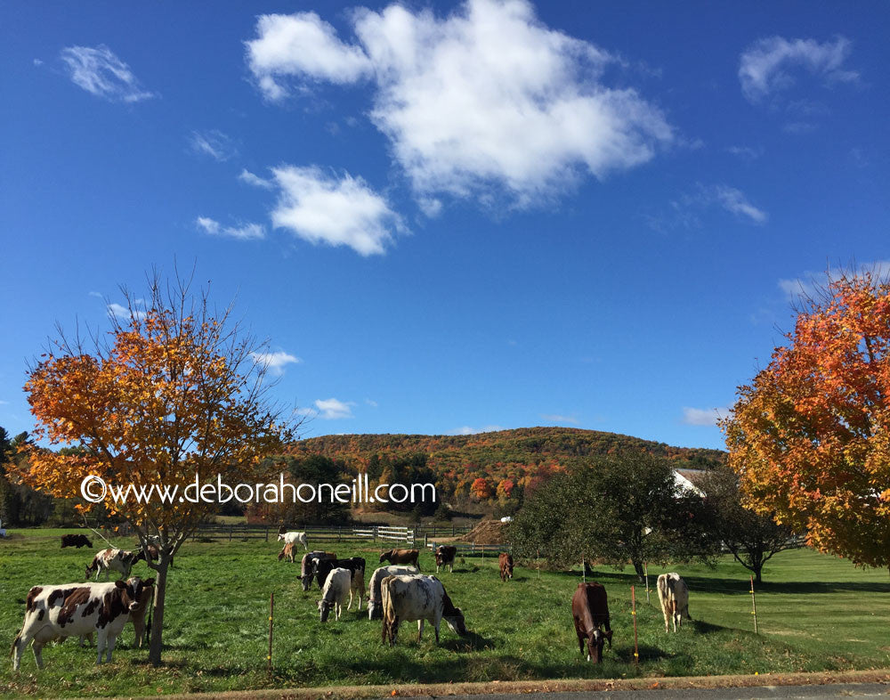Northeast, Cow Pasture, Westhampton, MA, 16x20 print