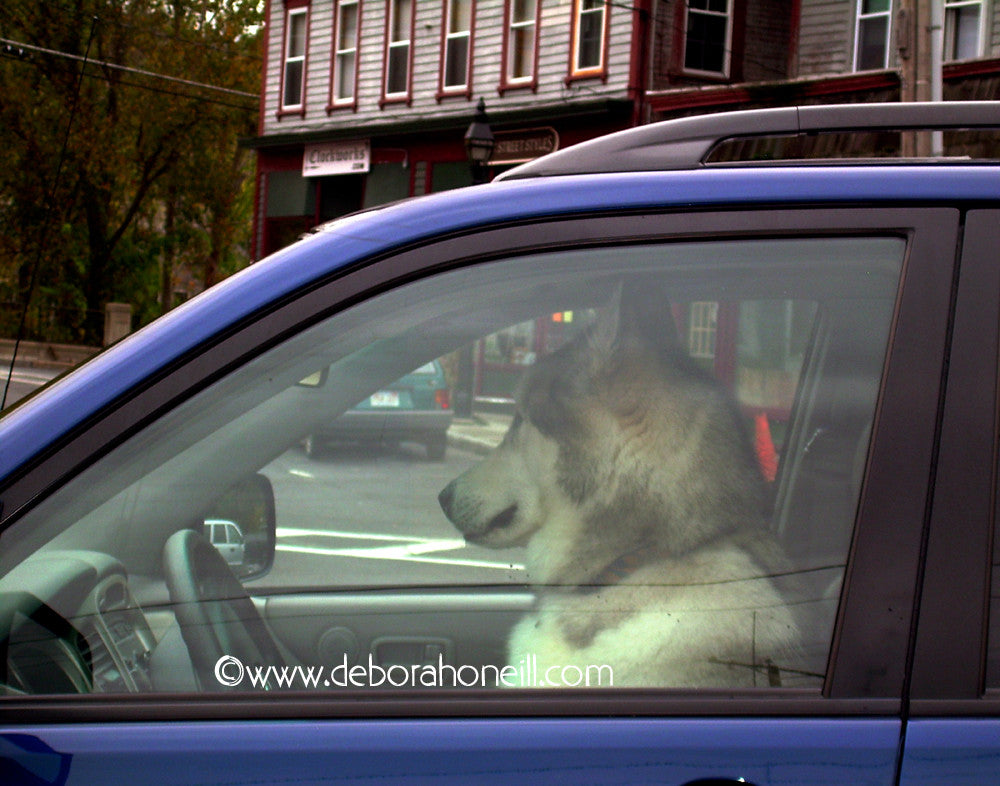 Driving Dog