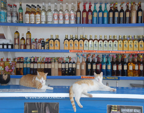 Drunk Caribbean Cats