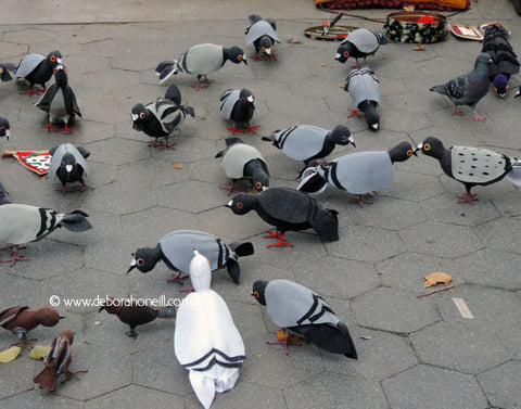 Imposter Pigeon, NYC