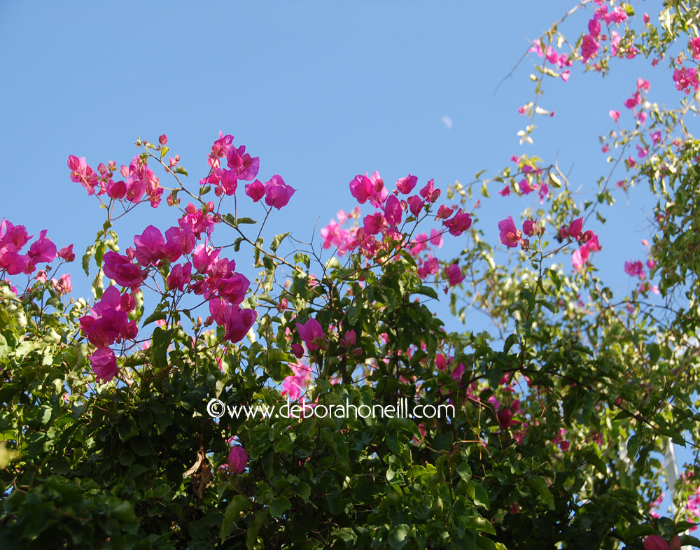 Garden, Greece Pink Flowers, 16x20 print