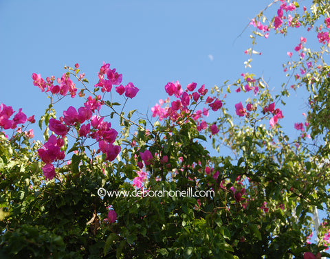 Garden, Greece Pink Flowers, 16x20 print