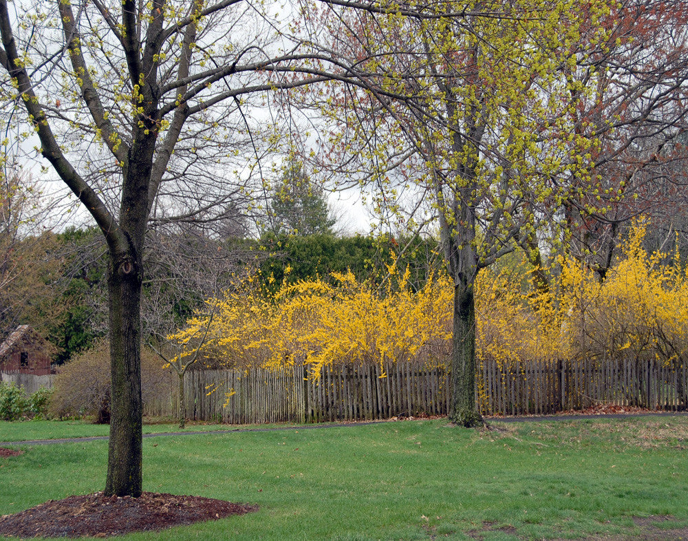 Garden, Yard of Yellow, Forsythia, MA, 16x20 print