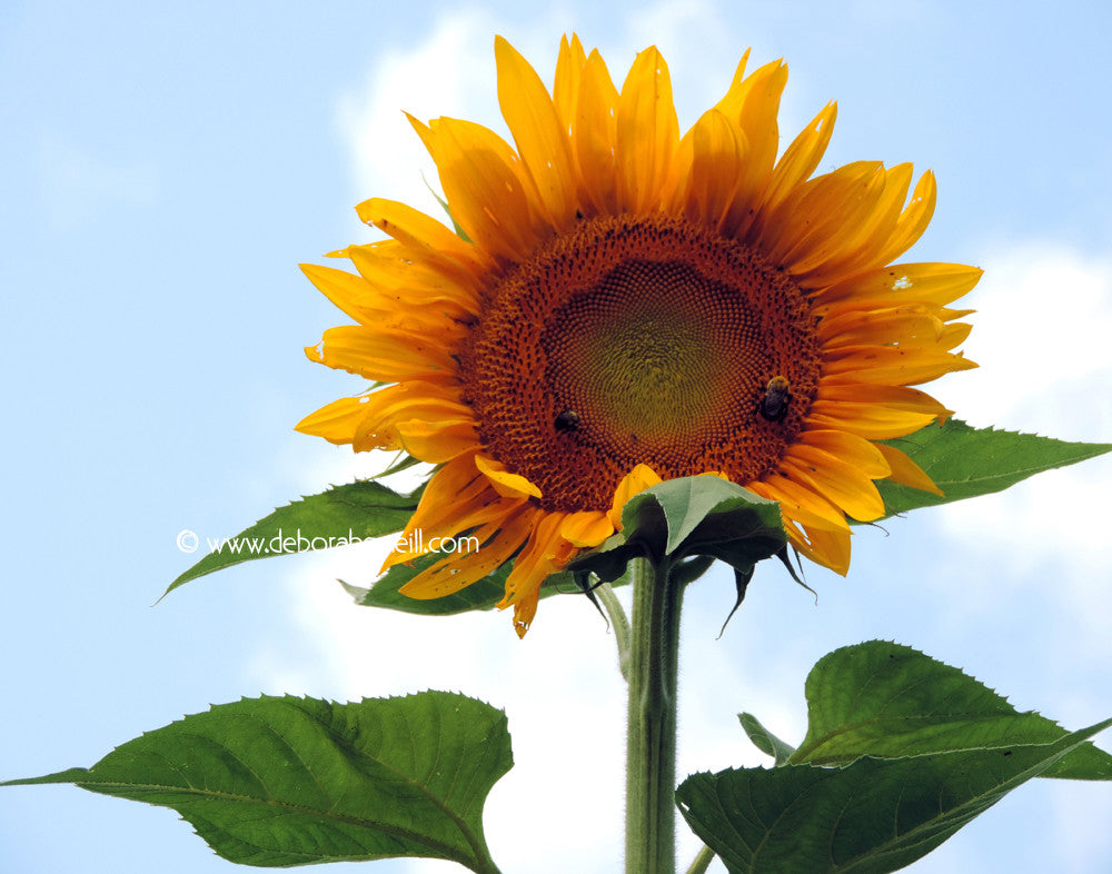 Garden Sunflower with Bumble Bees, 16x20 print