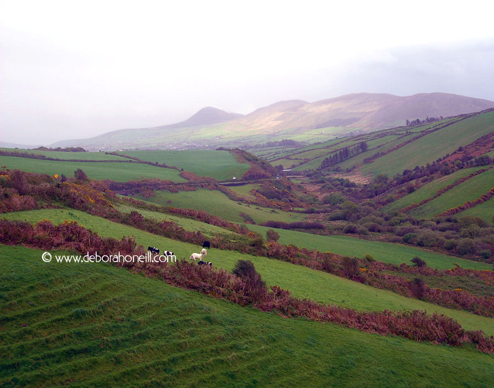 Ireland, Down Near Dingle, 16x20 print