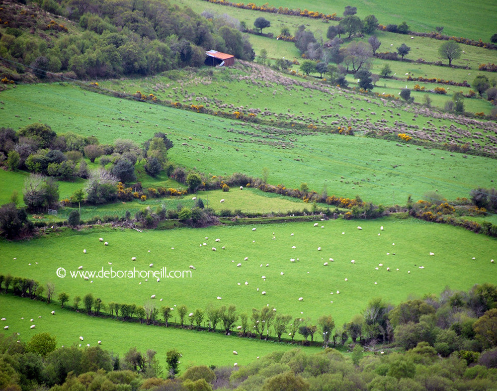 Ireland, Irish Wool, Dingle, 16x20 print