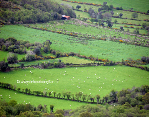 Ireland, Irish Wool, Dingle, 16x20 print