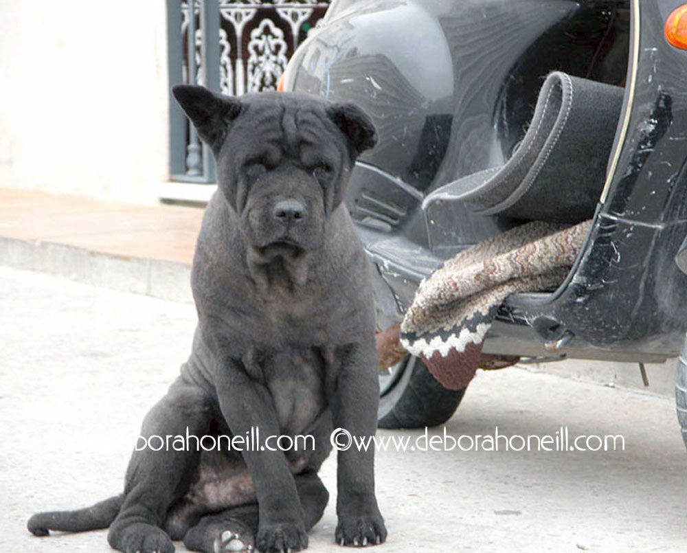 Spain Motorcycle Dog