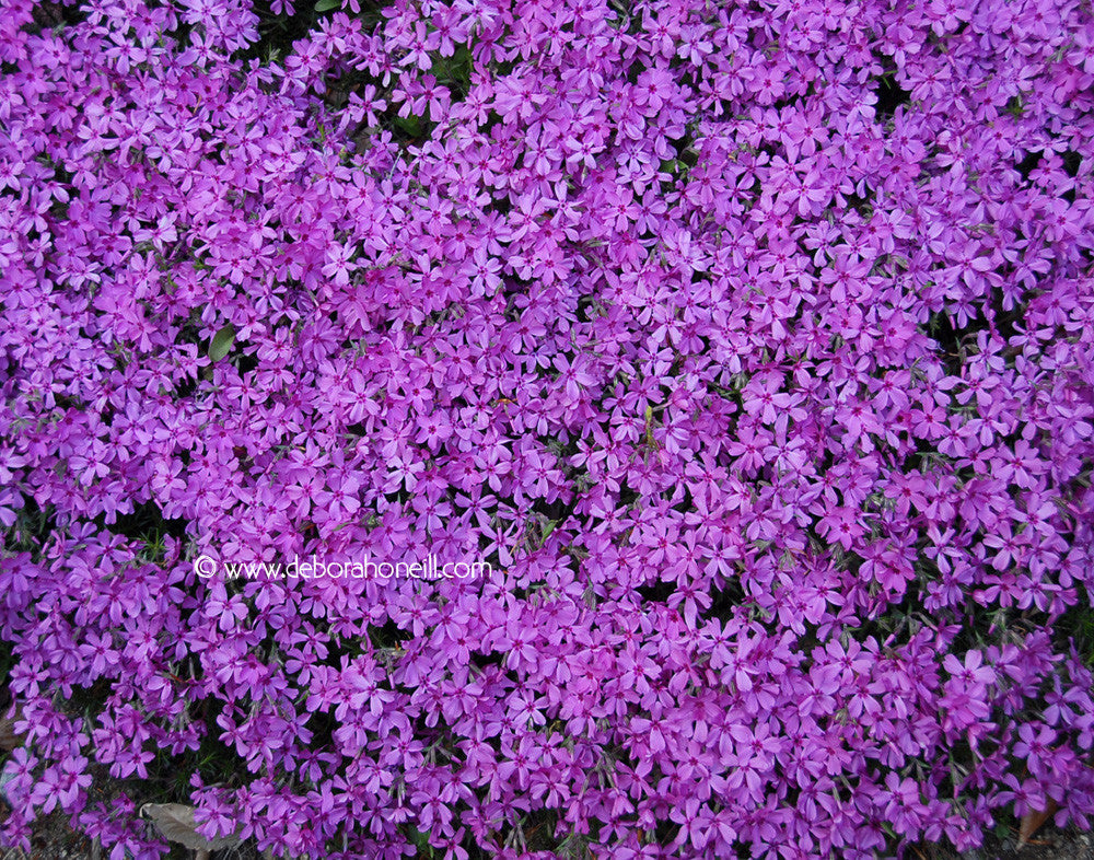 Garden, Pink Creeping Phlox, 16x20 print