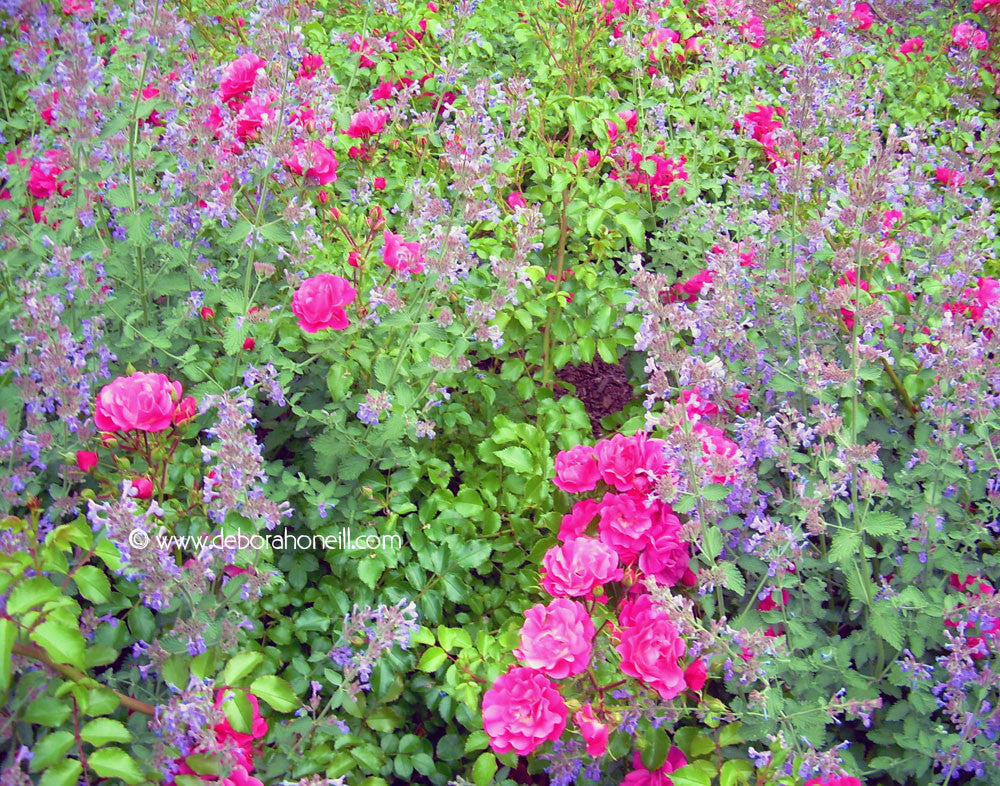 Pink Roses