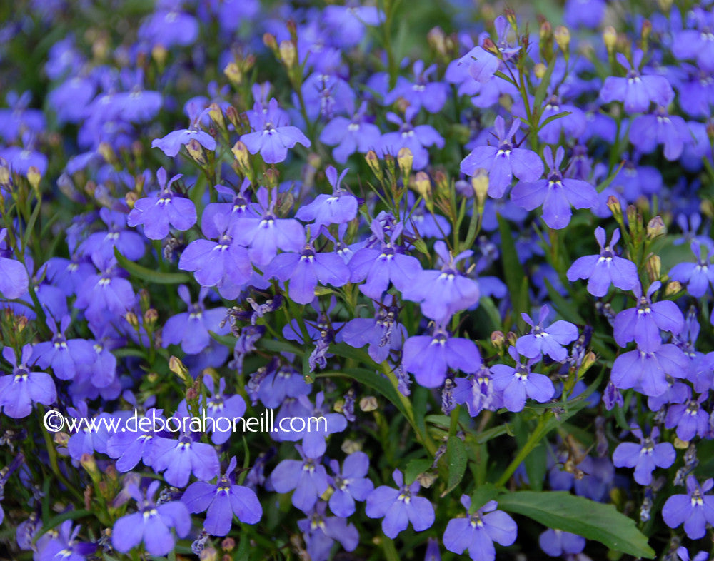 Garden, Purple Violets, 16x20 print