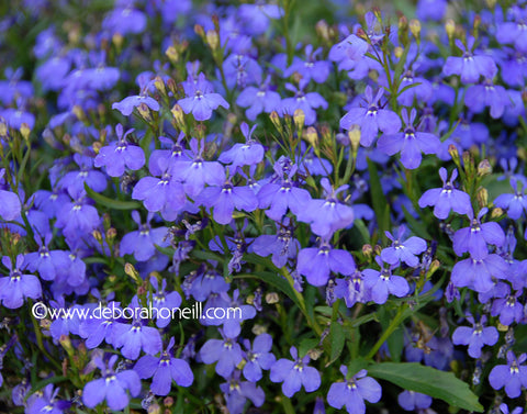 Garden, Purple Violets, 16x20 print