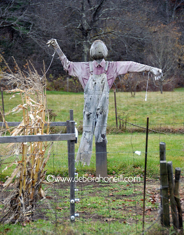 Garden, Waving Scarecrow, Massachusetts, 16x20 print