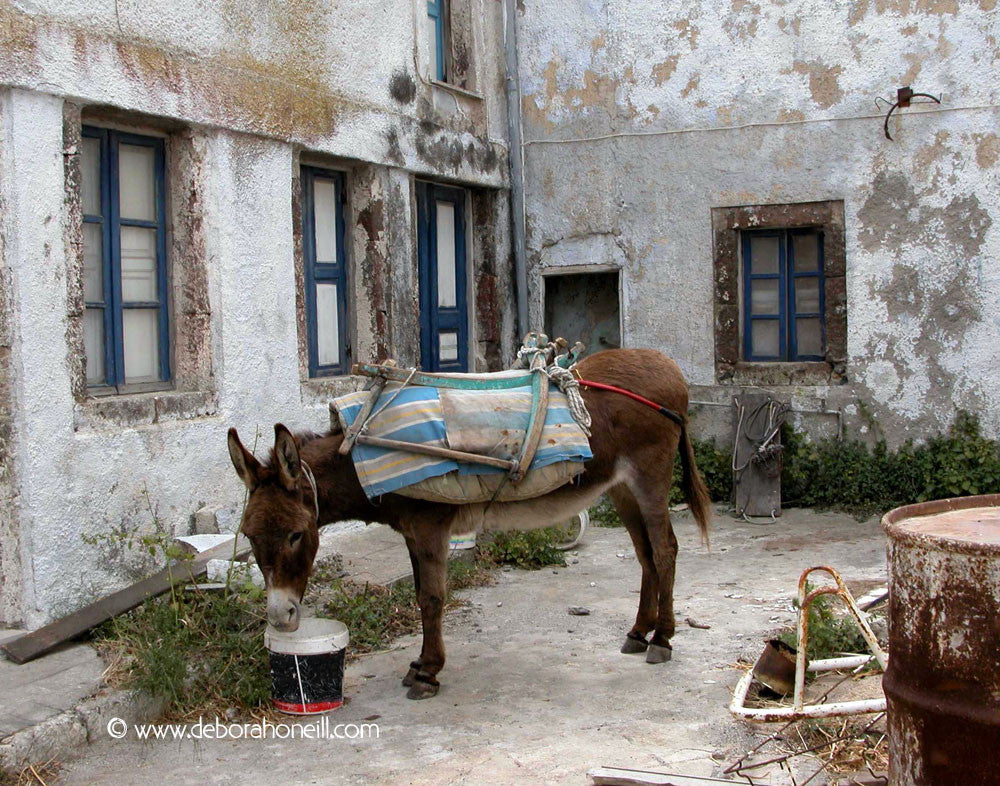 Spain, Backyard Burro in Rhonda,16x20 print