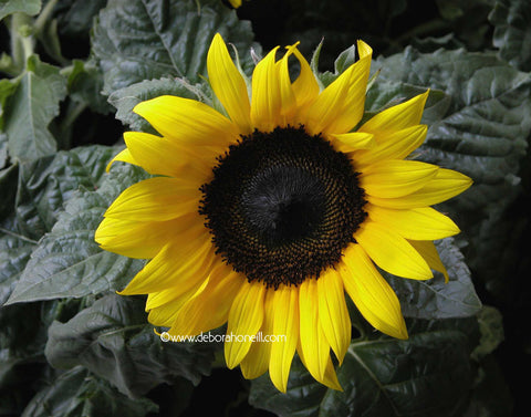 Germany, Mammoth Sunflower with Leaves, 16x20 print