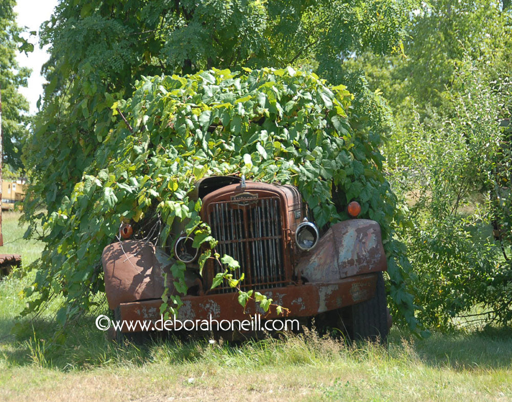 Northeast, Old Truck Under Vines, 16x20 Print