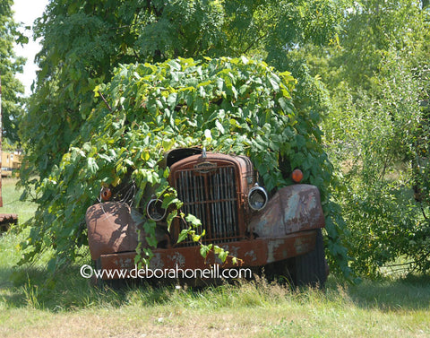 Northeast, Old Truck Under Vines, 16x20 Print