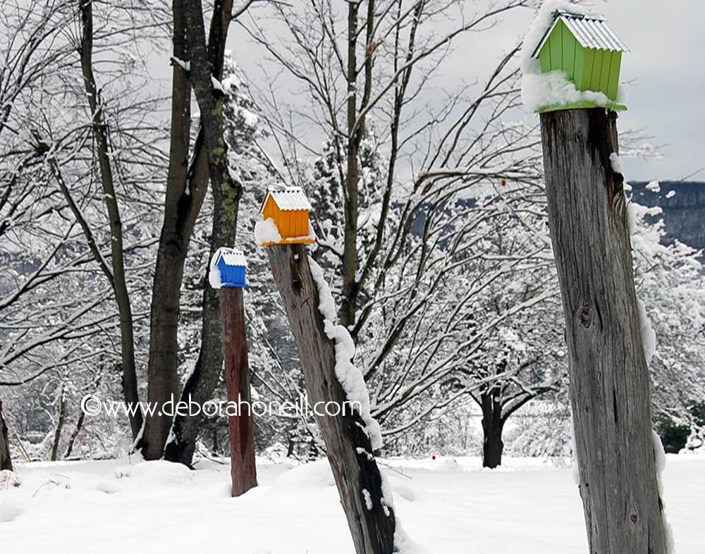 Northeast, Bird Houses in the Snow, Westhampton MA,16x20 print