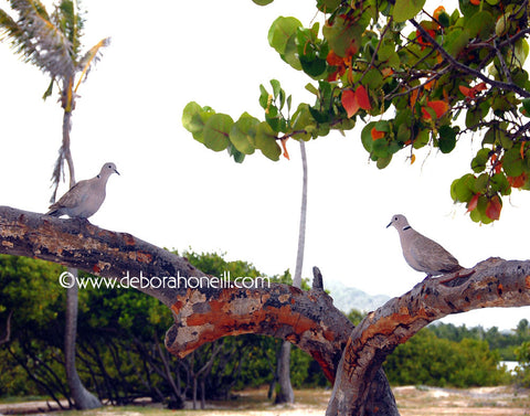 Caribbean Doves