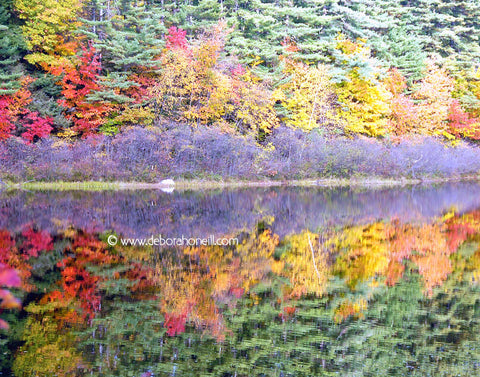 Northeast, Fall Reflection, MA, 16x20 print