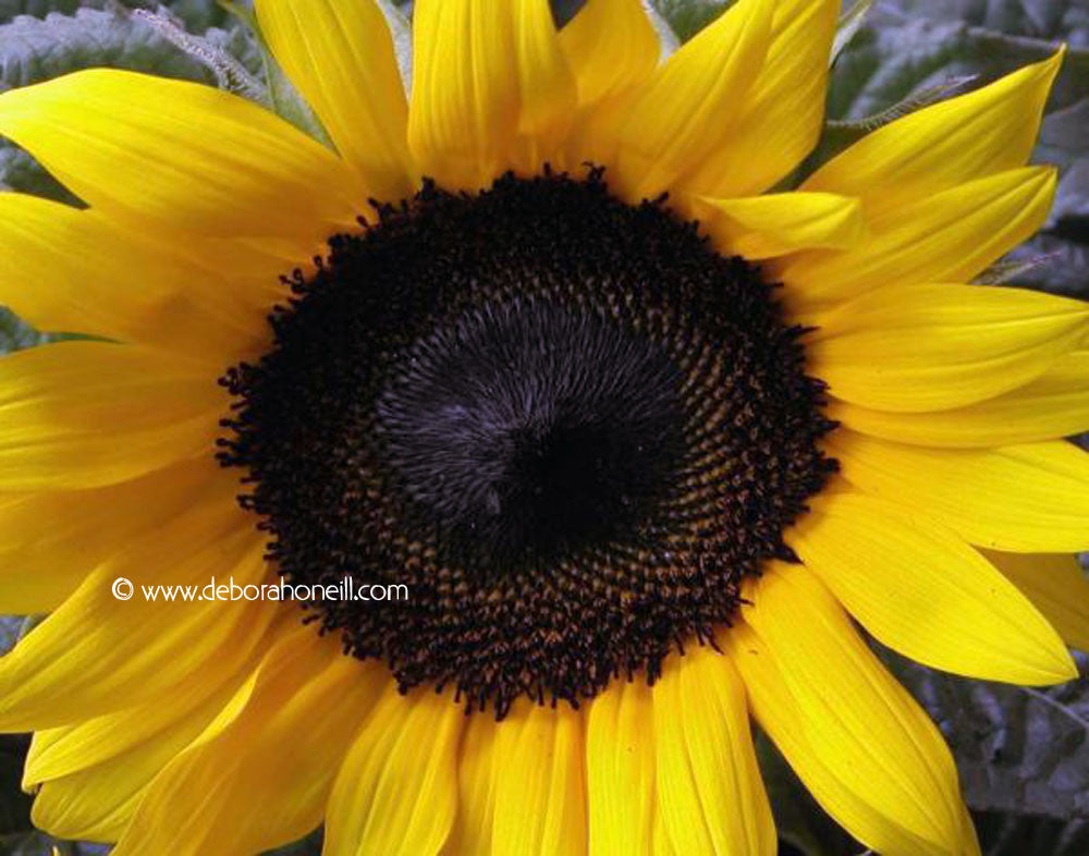 Germany, Giant German Sunflower, 16x20 print