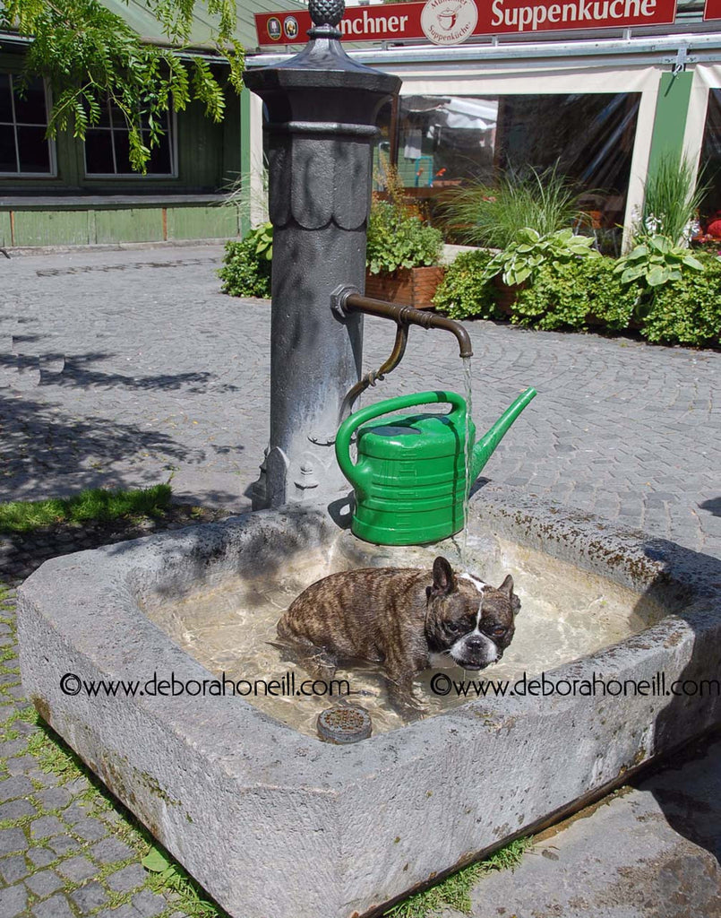 German Pug in Fountain