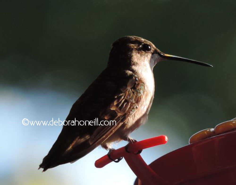 Wildlife: Hummingbird