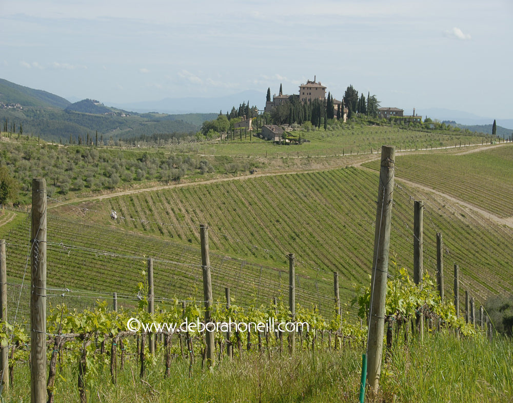 Italy, Vineyard View, Tuscany, 16x20 print