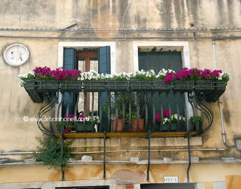 Italy, Venice Two Windows With Flowers, 16x20 print