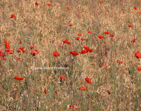 Spain, Poppies,16x20