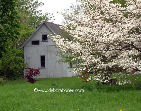 White Barn with White Flowers