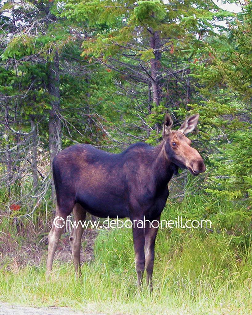 Wildlife, Moose, Moosehead Lake, ME, 16x20 print