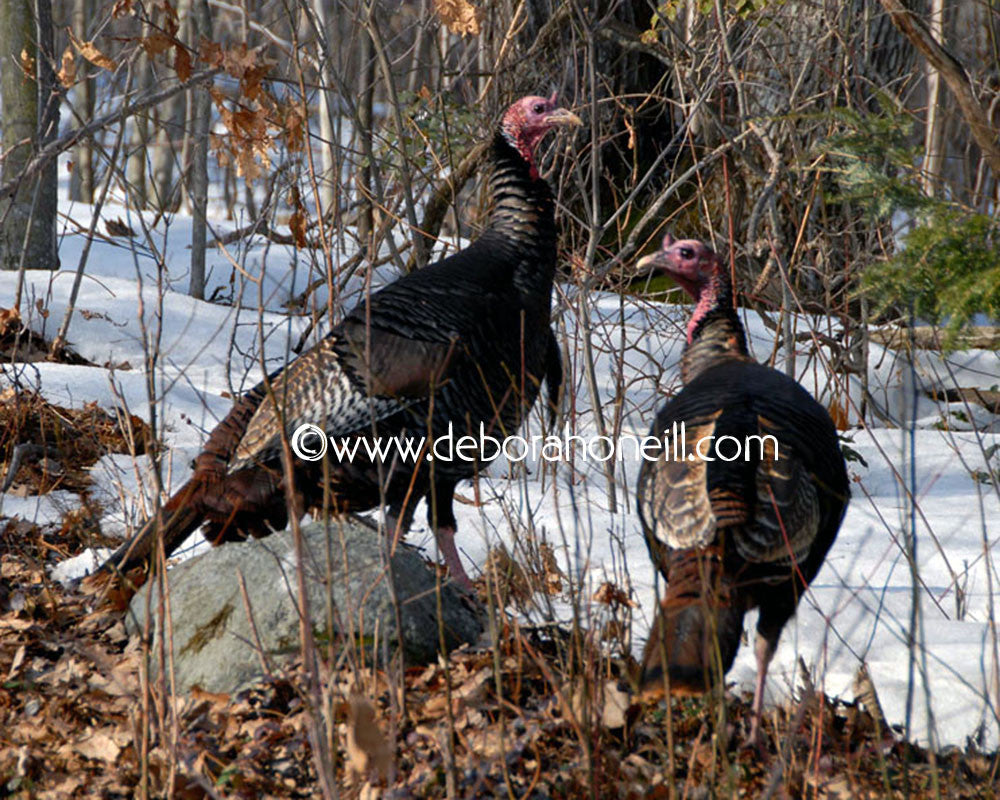 Wildlife, Turkeys of New England, 16x20 print