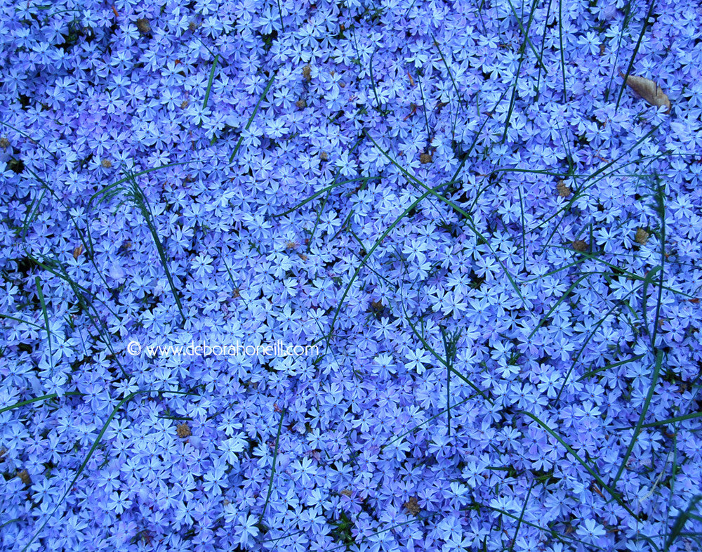 Garden, Blue Creeping Phlox, 16x20 print